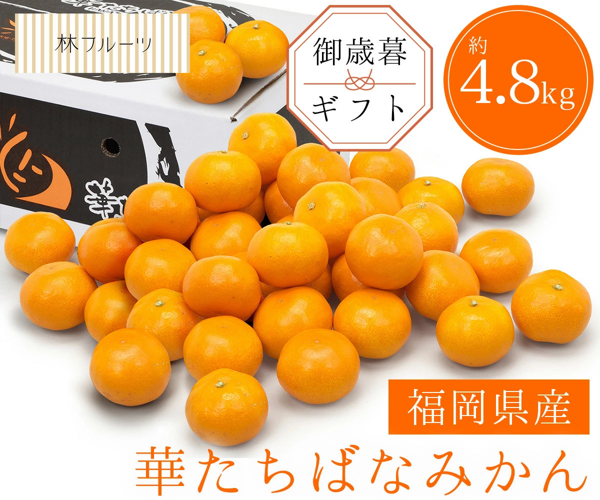 tachibana_48kg.webp?v=1729322193