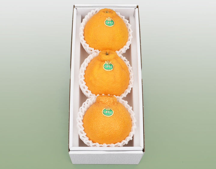 熊本県産 デコポン 化粧箱 3玉