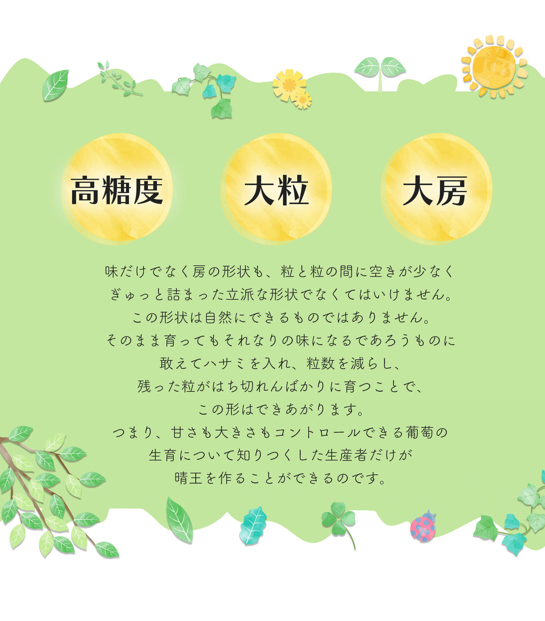 岡山県産 シャインマスカット 晴王 化粧箱 約700g