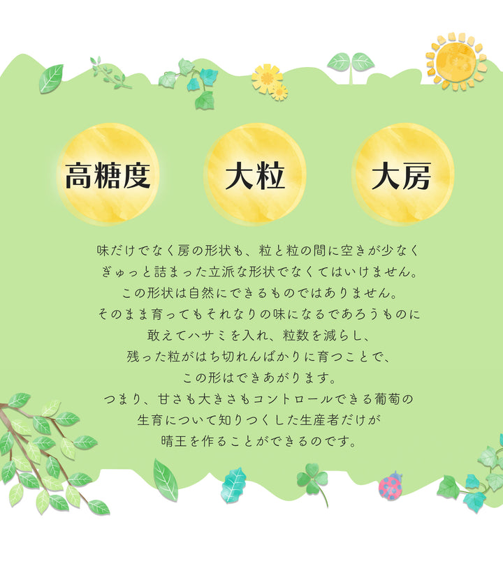 岡山県産 シャインマスカット 晴王 化粧箱 約700g
