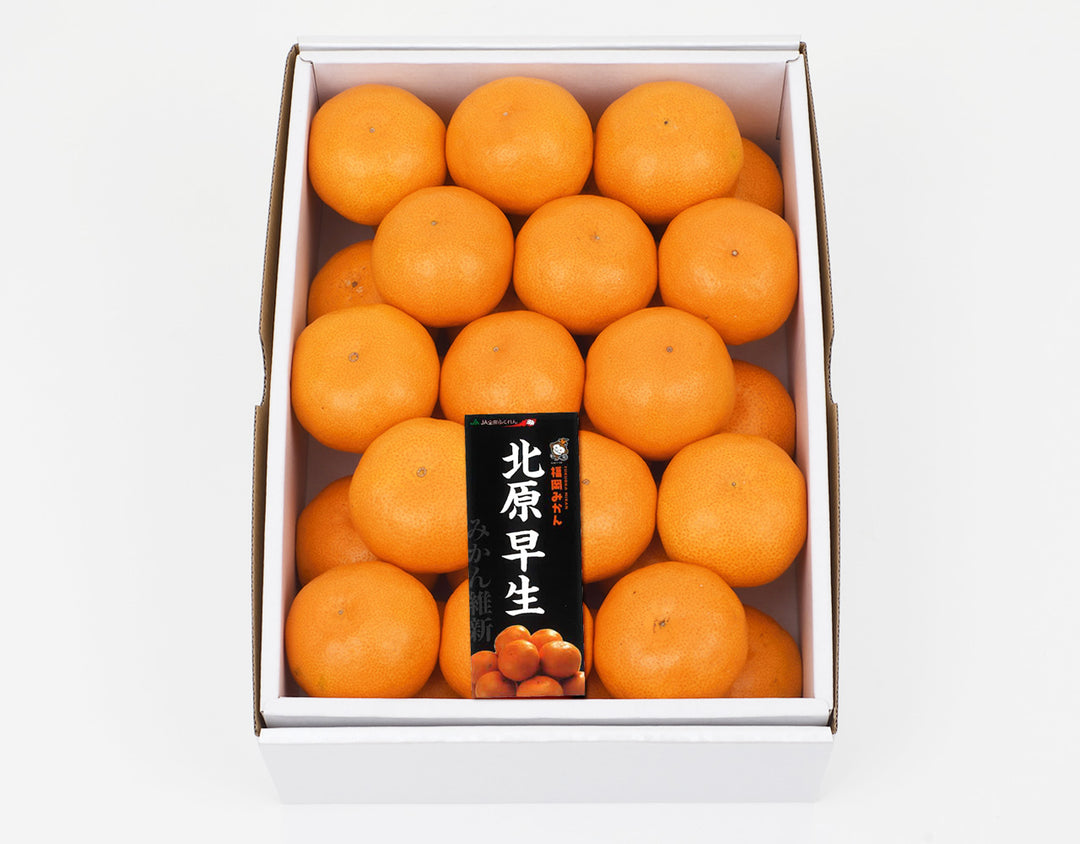 福岡県産 山川 北原早生みかん 秀品 約1.5kg