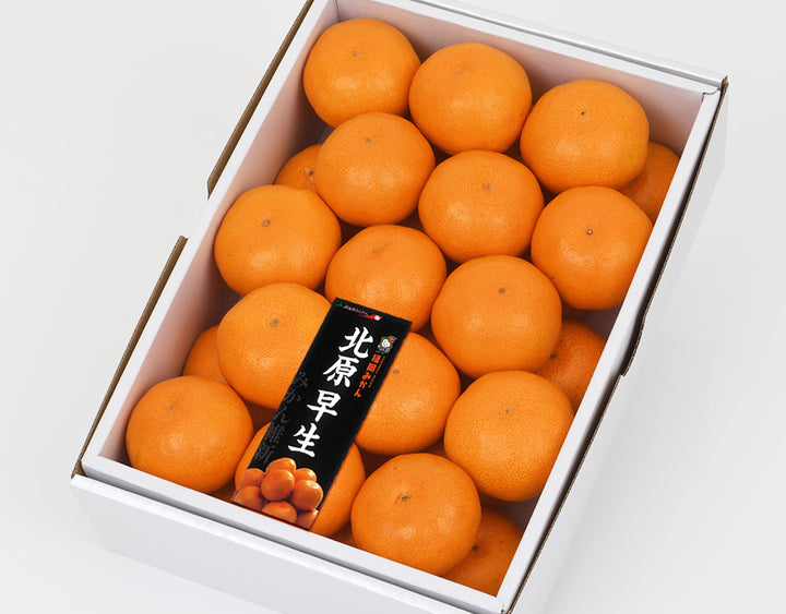 福岡県産 山川 北原早生みかん 秀品 約1.5kg