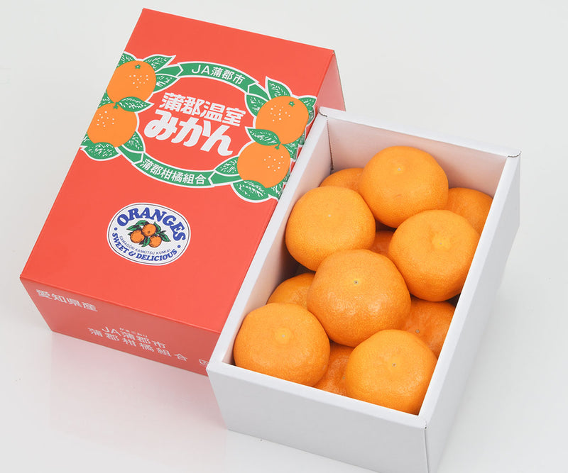愛知県産 蒲郡ハウスみかん 秀品 化粧箱 約1.2kg