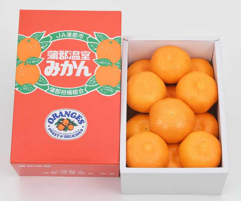 愛知県産 蒲郡ハウスみかん 秀品 化粧箱 約1.2kg