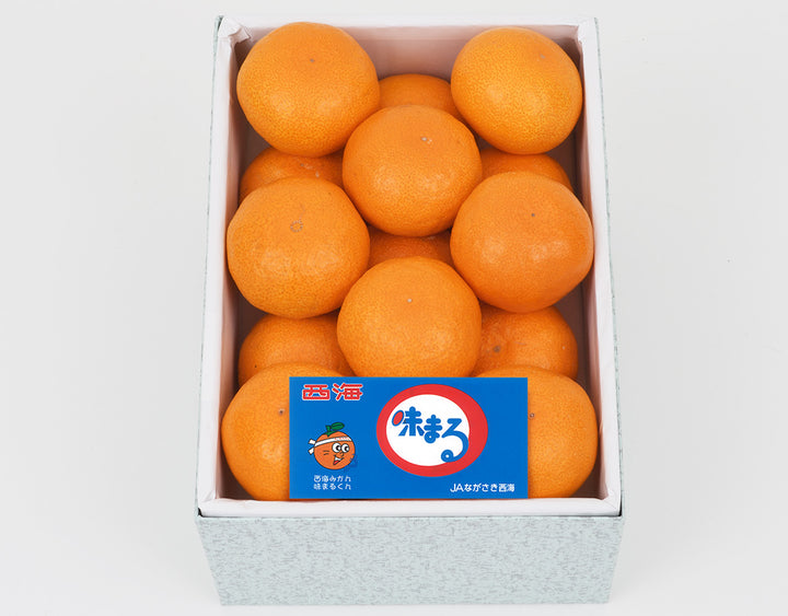 長崎県産 味まるみかん Mサイズ 化粧箱 15玉 約1.5kg
