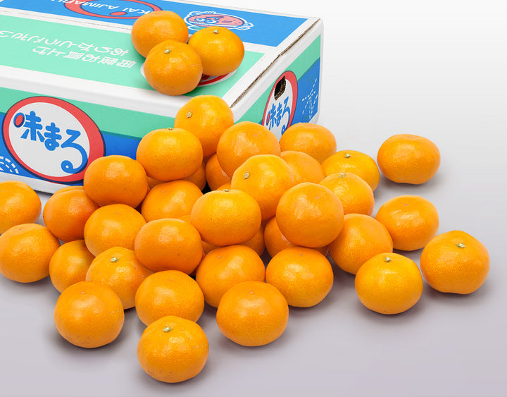 長崎県産 味まるみかん 秀品 約5kg