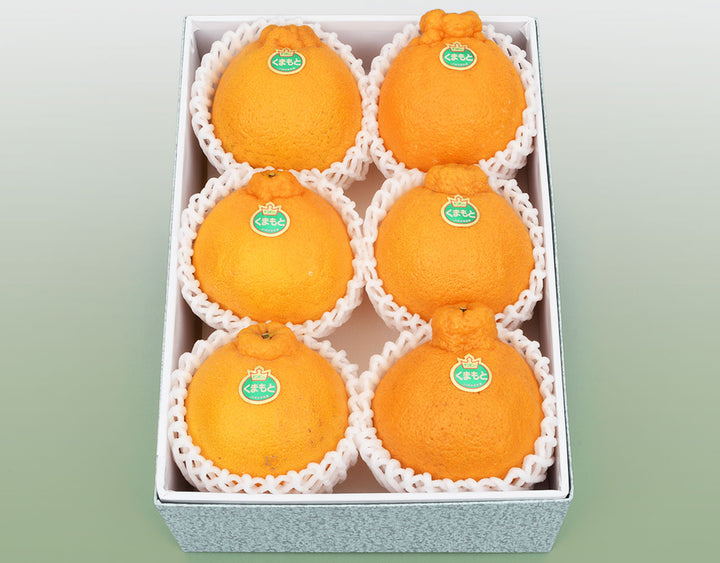 熊本県産 デコポン 化粧箱 6玉