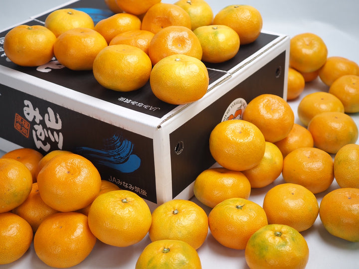 福岡県産 山川 北原早生みかん 秀品 約4kg