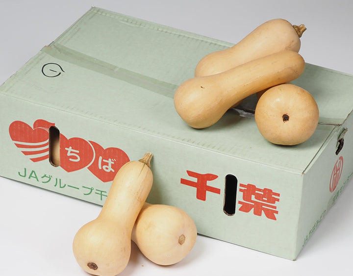 千葉県産 バターナッツかぼちゃ 約10kg(11～12個)