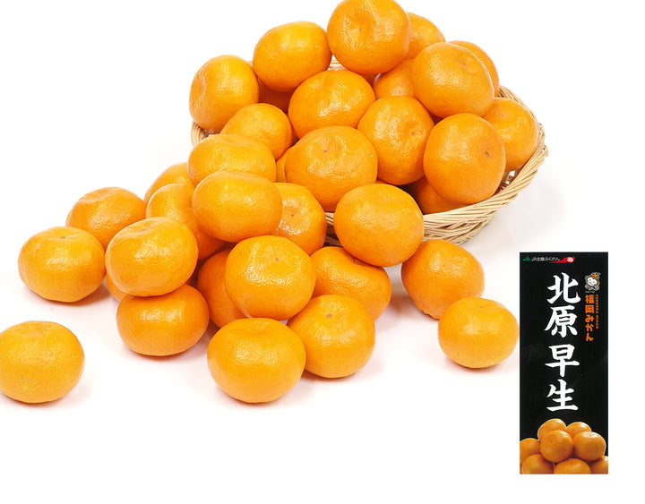 福岡県産 山川 北原早生みかん 秀品 約2kg