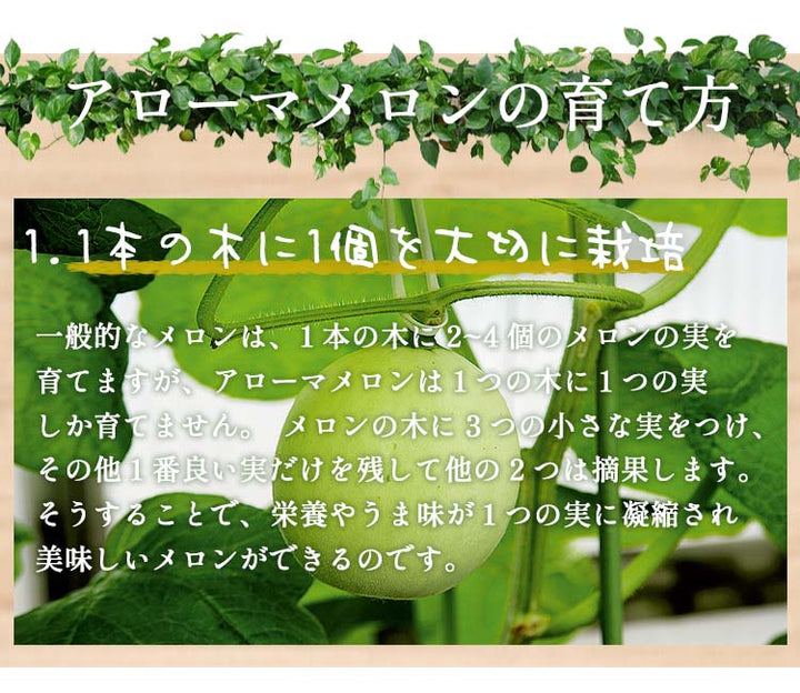 アローマ マスクメロン 1玉 白等級 – ハヤシフルーツ