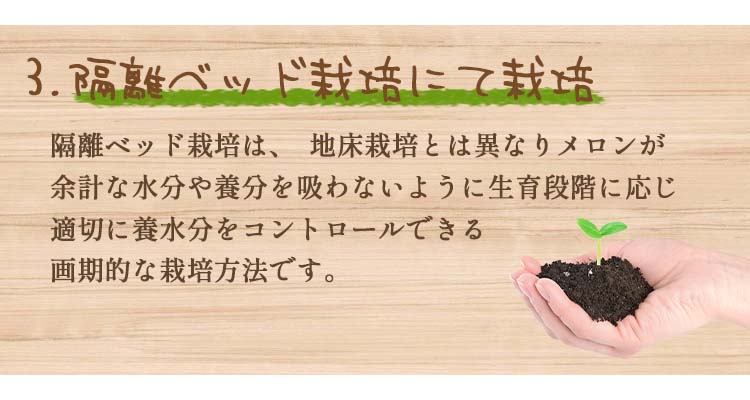 静岡県産 アローママスクメロン 白等級 1玉（約1.2kg） – ハヤシフルーツ