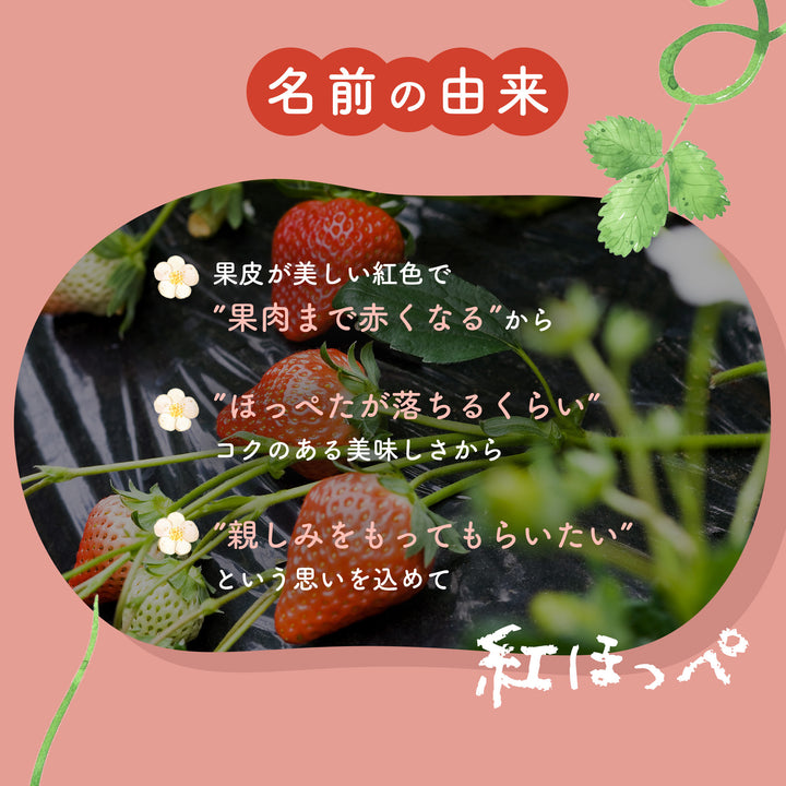 静岡県産 大粒紅ほっぺ苺 （9~12粒） 約600g