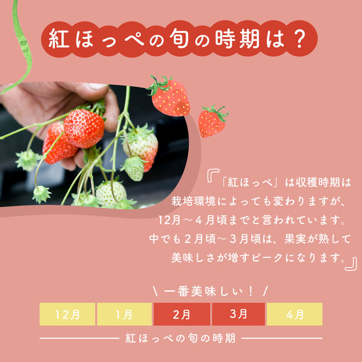 静岡県産 大粒紅ほっぺ苺 （9~12粒） 約600g