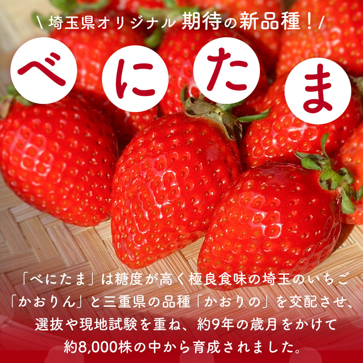 埼玉県産 べにたまいちご (5~15粒) 約250g×2ﾊﾟｯｸ