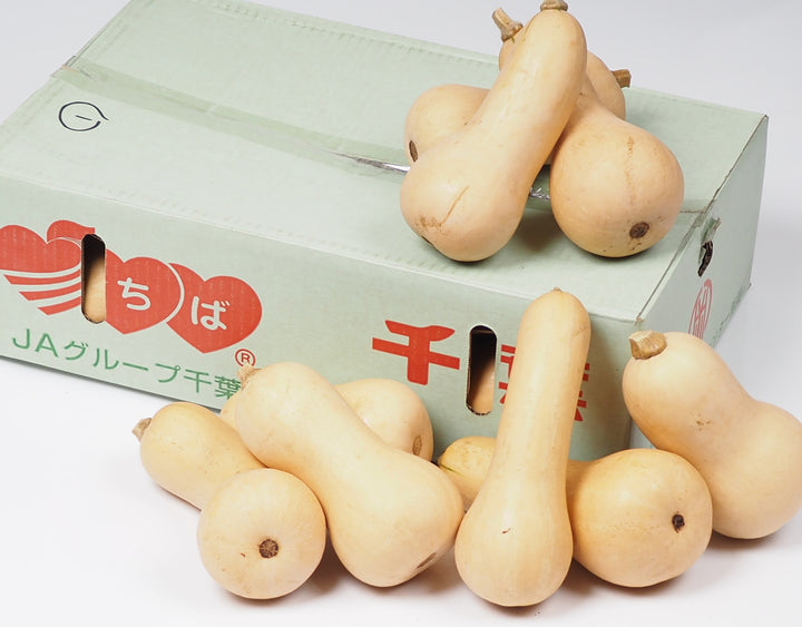 千葉県産 バターナッツかぼちゃ 約10kg(11～12個)