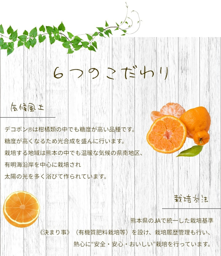 熊本県産 デコポン 化粧箱 6玉