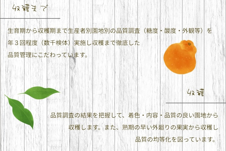 熊本県産 デコポン 化粧箱 3玉