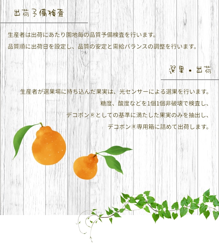 熊本県産 デコポン 秀品 化粧箱 3玉