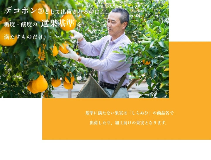 熊本県産 デコポン 化粧箱 3玉