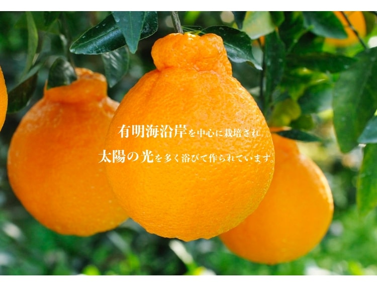 熊本県産 デコポン 化粧箱 6玉