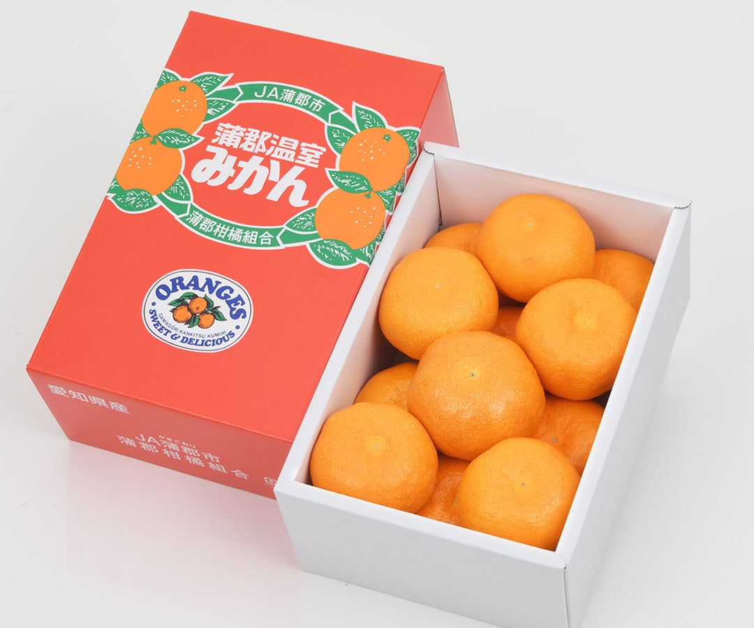 愛知県産 蒲郡ハウスみかん 秀品 化粧箱 約1.2kg