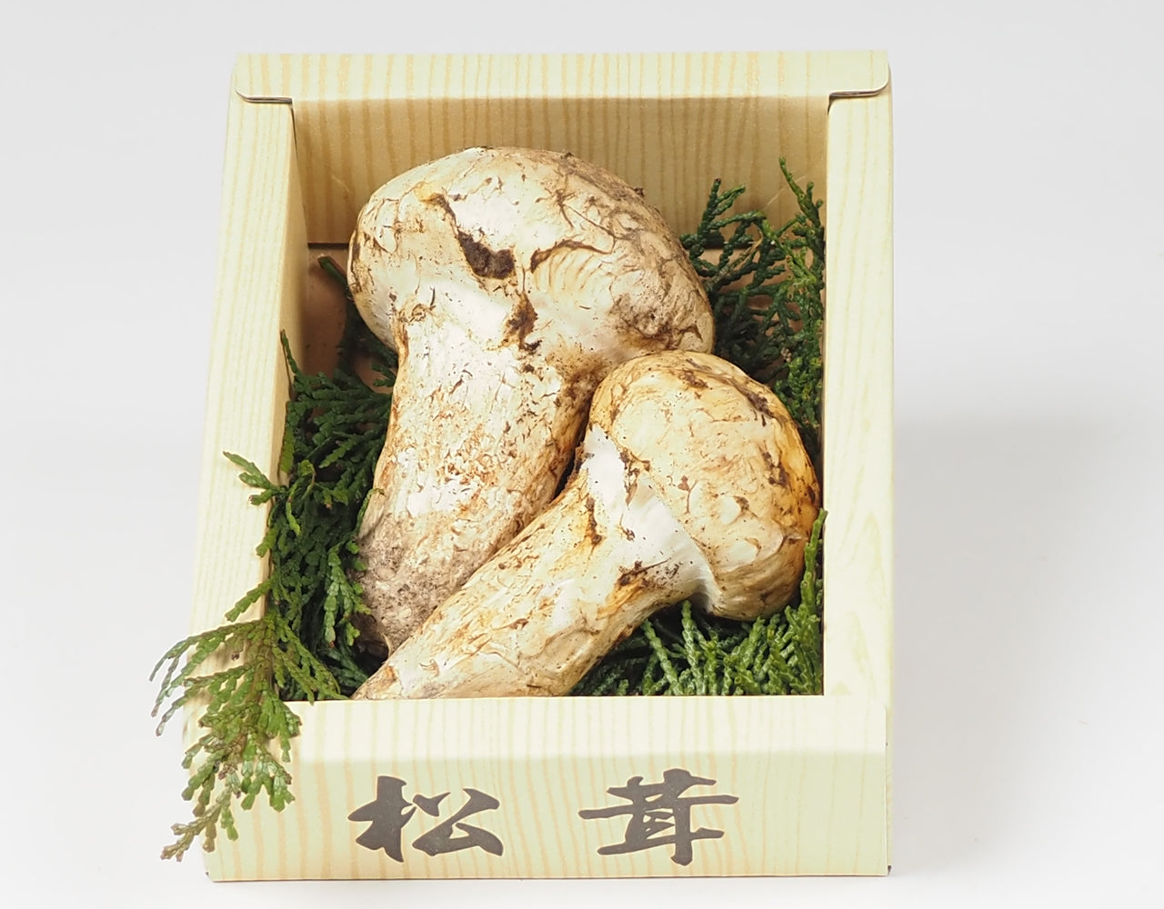 北米産 松茸 1パック 約100g – ハヤシフルーツ