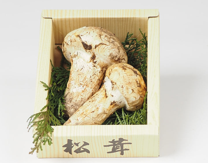 北米産 松茸 1パック 約100g