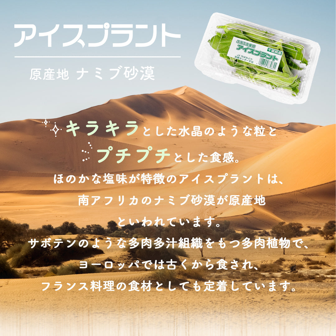 千葉県産他 アイスプラント 1箱(30パック入り)