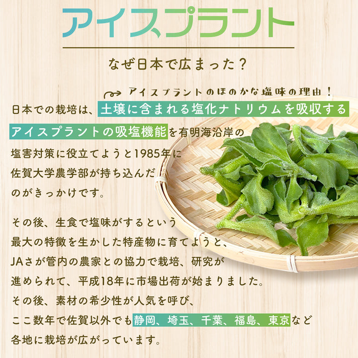 千葉県産他 アイスプラント 1箱(30パック入り)