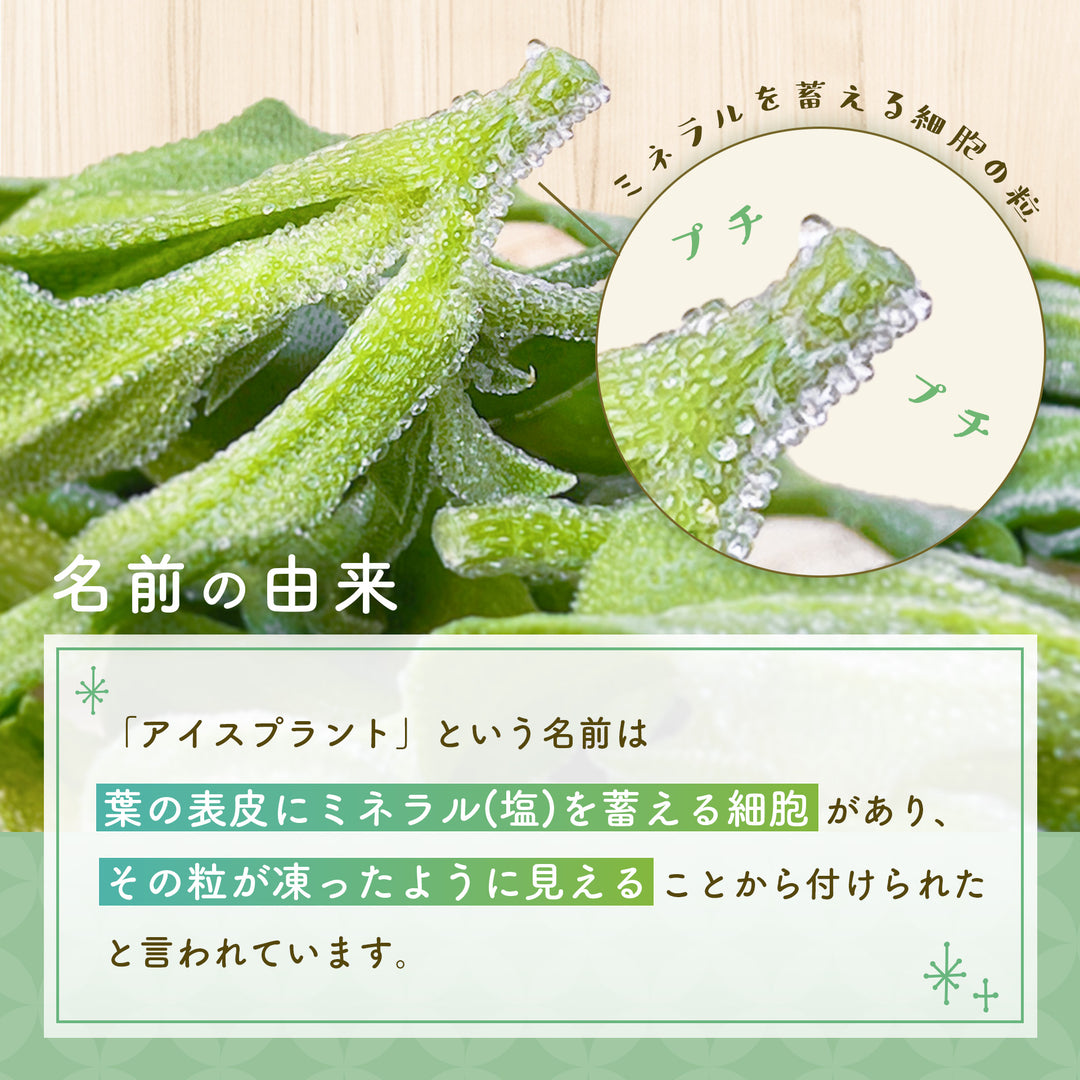 千葉県産他 アイスプラント 1箱(30パック入り)