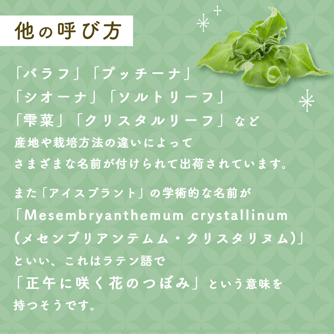 千葉県産他 アイスプラント 1箱(30パック入り)