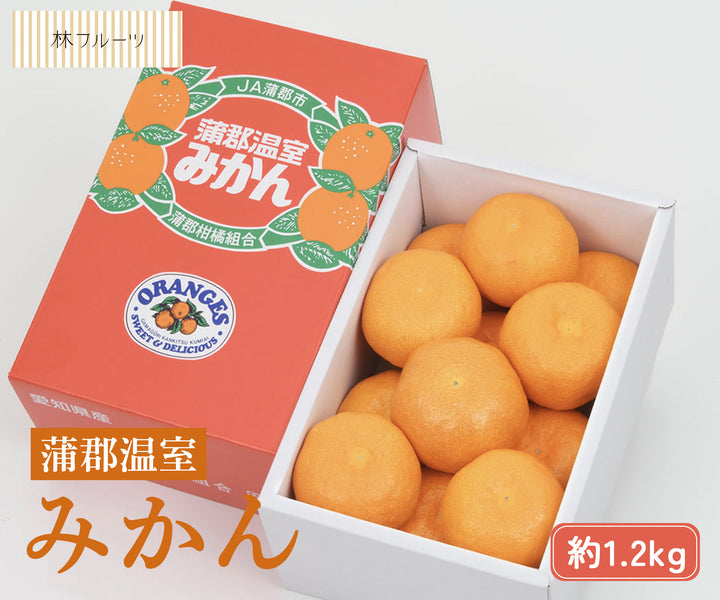 愛知県産 蒲郡ハウスみかん 秀品 化粧箱 約1.2kg