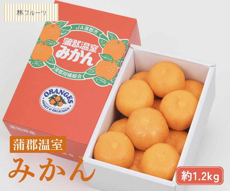 愛知県産 蒲郡ハウスみかん 秀品 化粧箱 約1.2kg