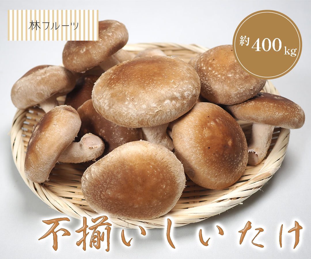 松茸　岩手県釜石産　400g ※2025年9月半ば〜発送 松茸 岩手県釜石産 400g ※2025年9月半ば〜発送（ここから始まり