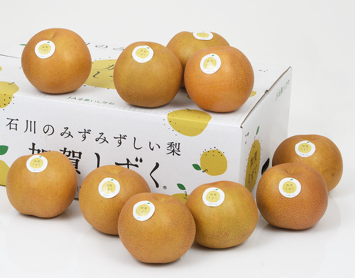 石川県産 加賀しずく 石川のなし 秀品 約5kg