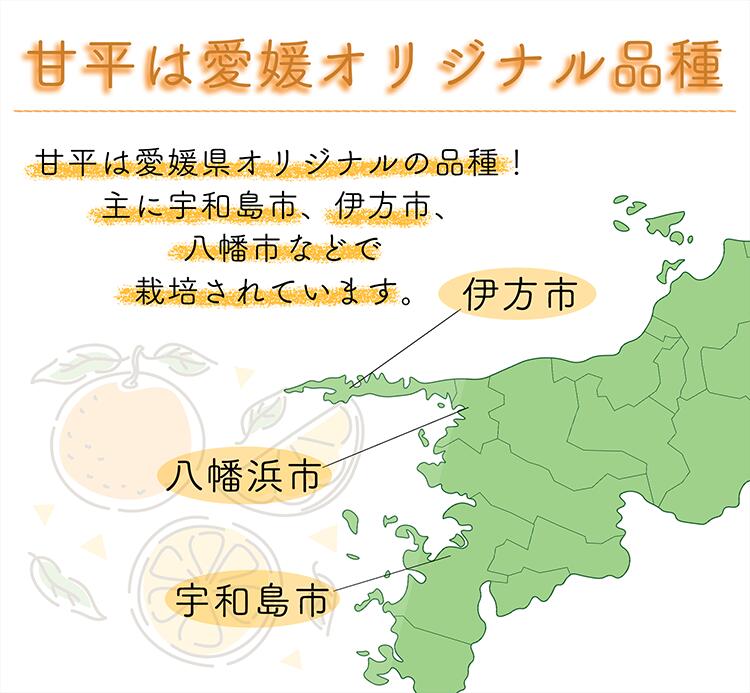 愛媛県産 甘平 秀品 化粧箱 6玉