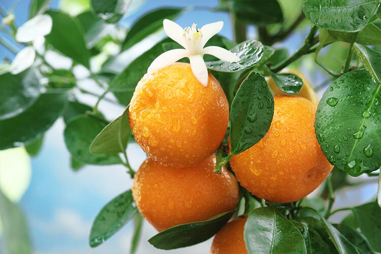 愛媛県産 甘平 秀品 化粧箱 3玉