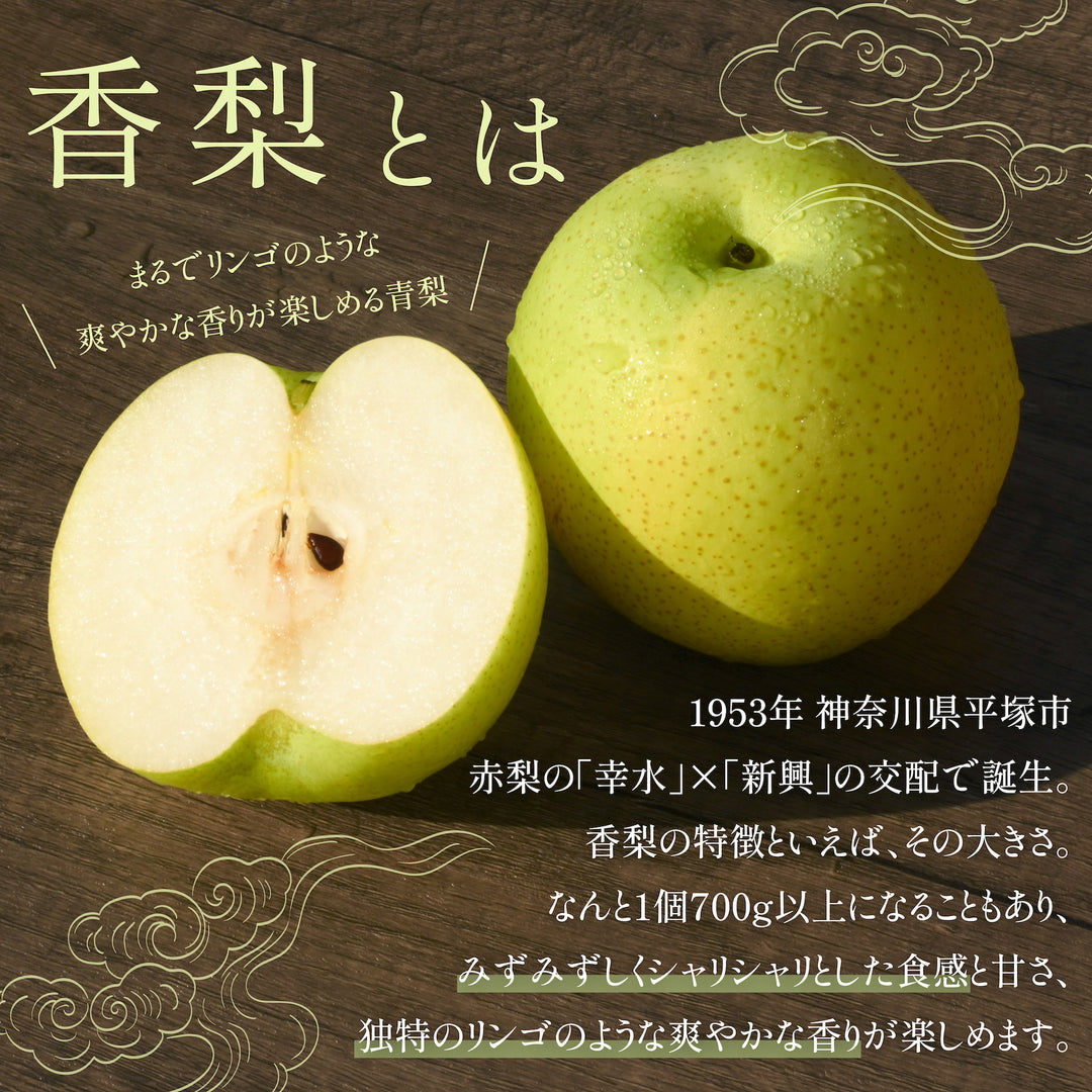 千葉県産 市川の梨 香梨 秀品 約2kg~2.5㎏