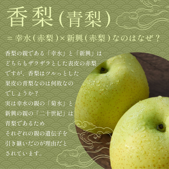 千葉県産 市川の梨 香梨 秀品 約2kg~2.5㎏