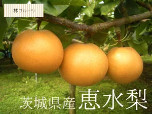 茨城県産 恵水梨 秀品 7玉～14玉 約5kg