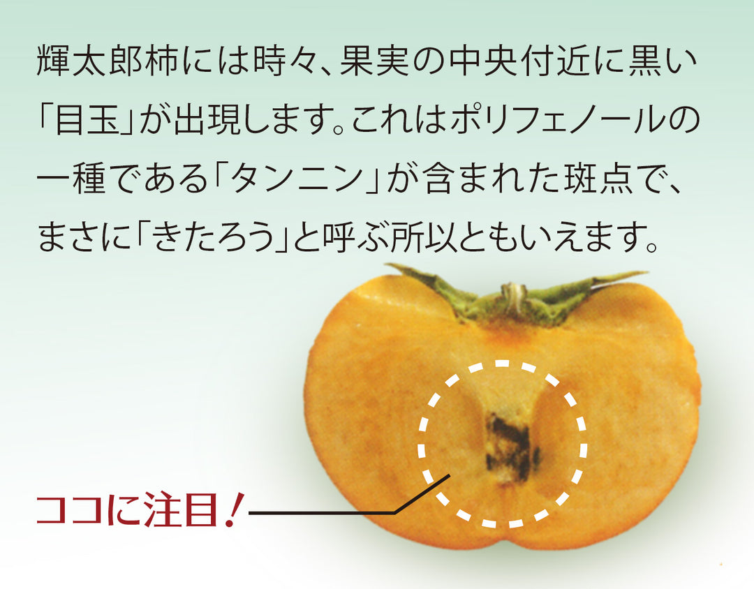 鳥取県産 輝太郎柿 秀品 7玉～14玉 (約3kg)
