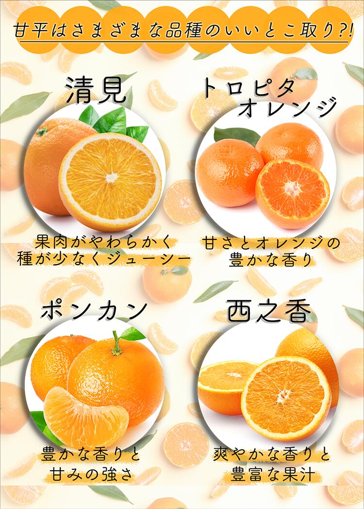 愛媛県産 Queenスプラッシュ 秀品 化粧箱 3玉