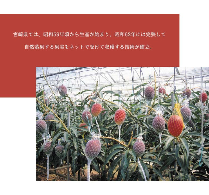 宮崎県産 完熟マンゴー 太陽のタマゴ 4Lサイズ 2玉