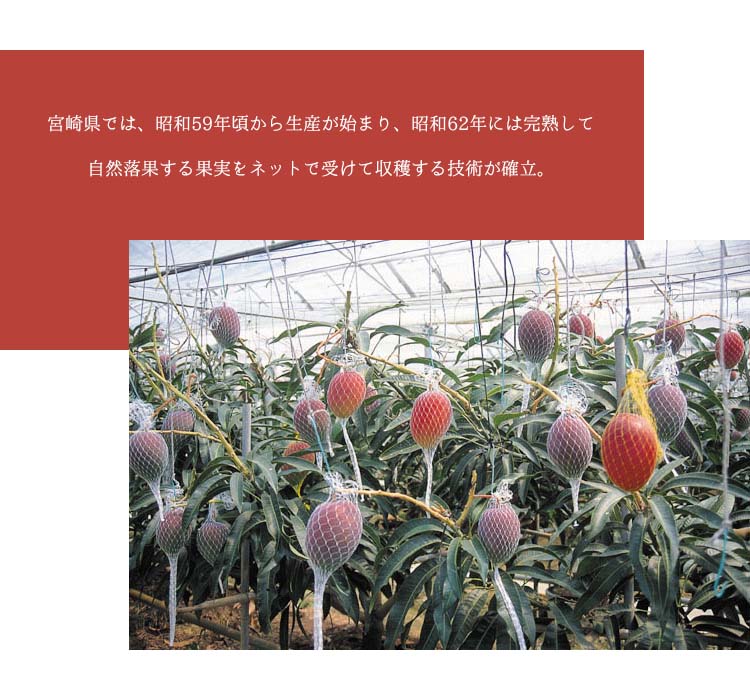 宮崎県産 完熟マンゴー 太陽のタマゴ 4Lサイズ 1玉