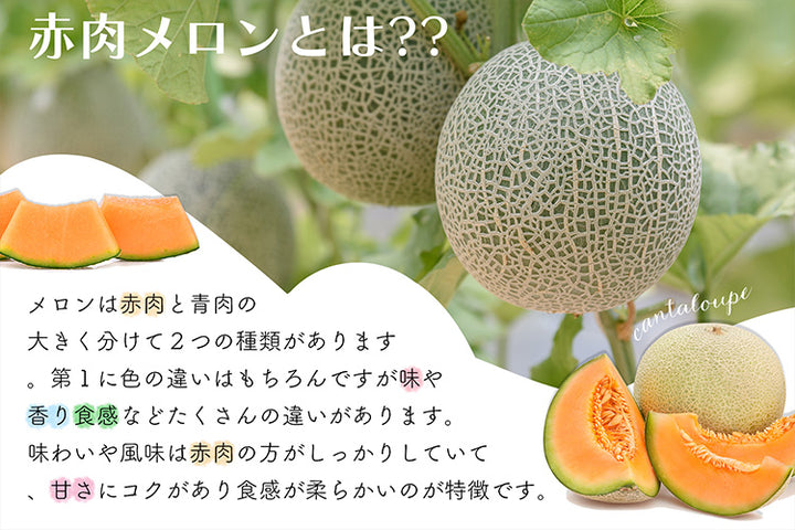 赤肉メロン・もも詰合せ【お中元ギフト】