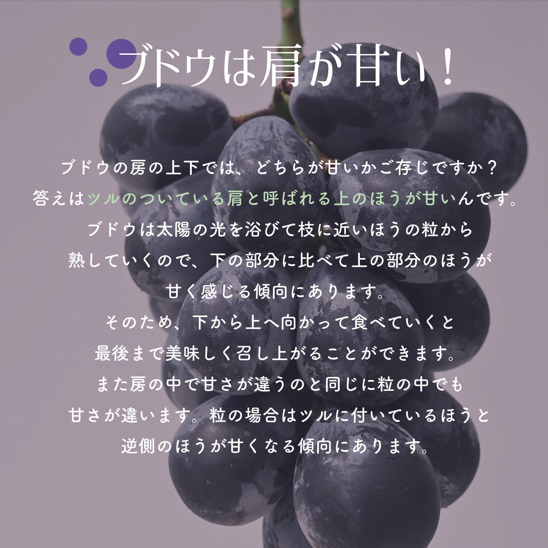 ナガノパープル 2房 約900g