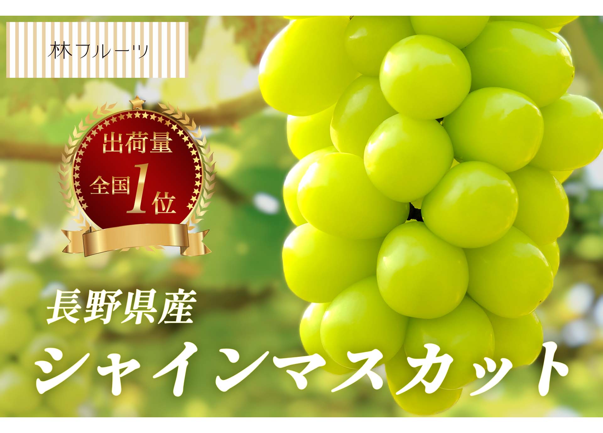 長野県産 シャインマスカット 1房 約600g – ハヤシフルーツ