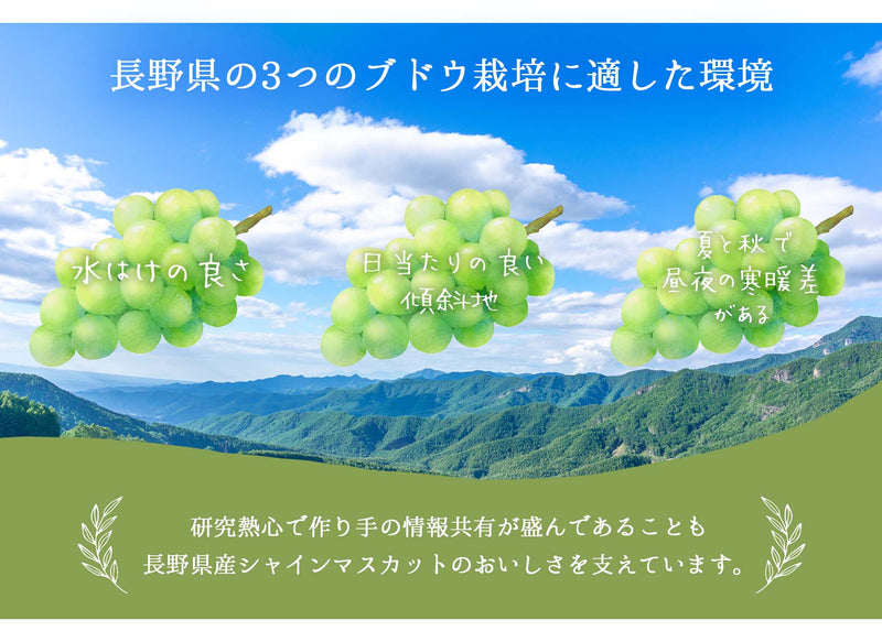 長野県産 シャインマスカット 1房 約600g