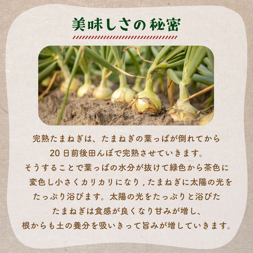兵庫県淡路島産 成井さんちの完熟たまねぎ 約3kg